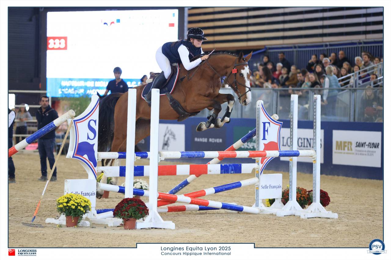 Ruin Selle Fran&ccedil;ais Te koop 2022 Donker bruin / bai ,  Chacgrano &ndash; DEU