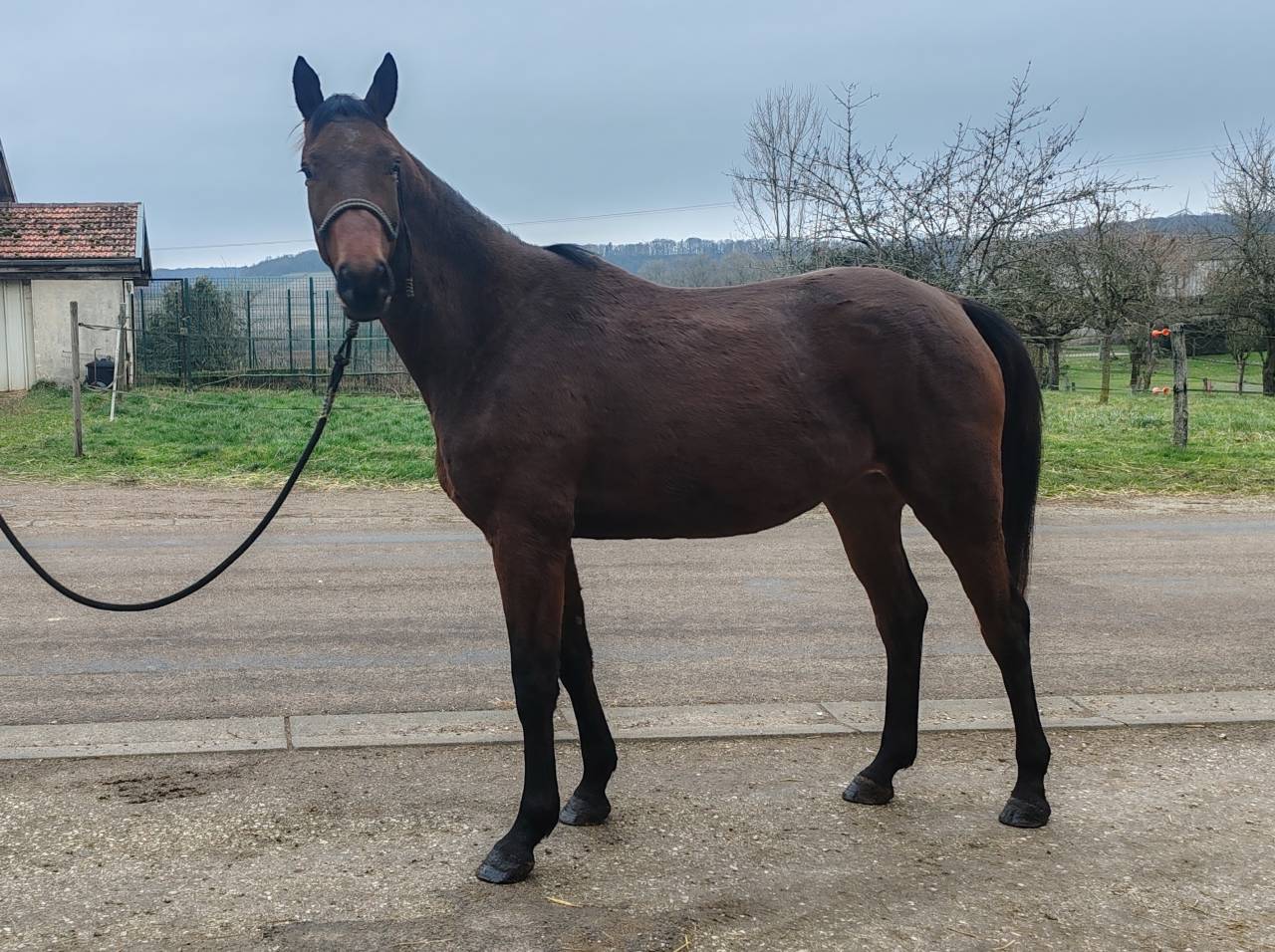 Merrie Selle Fran&ccedil;ais Te koop 2022 Donker bruin / bai ,  Chacgrano &ndash; DEU