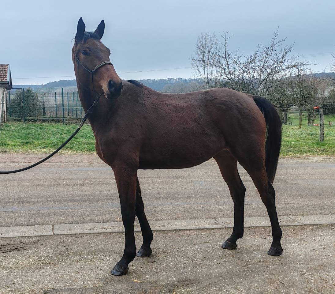 Merrie Selle Fran&ccedil;ais Te koop 2022 Donker bruin / bai ,  Chacgrano &ndash; DEU
