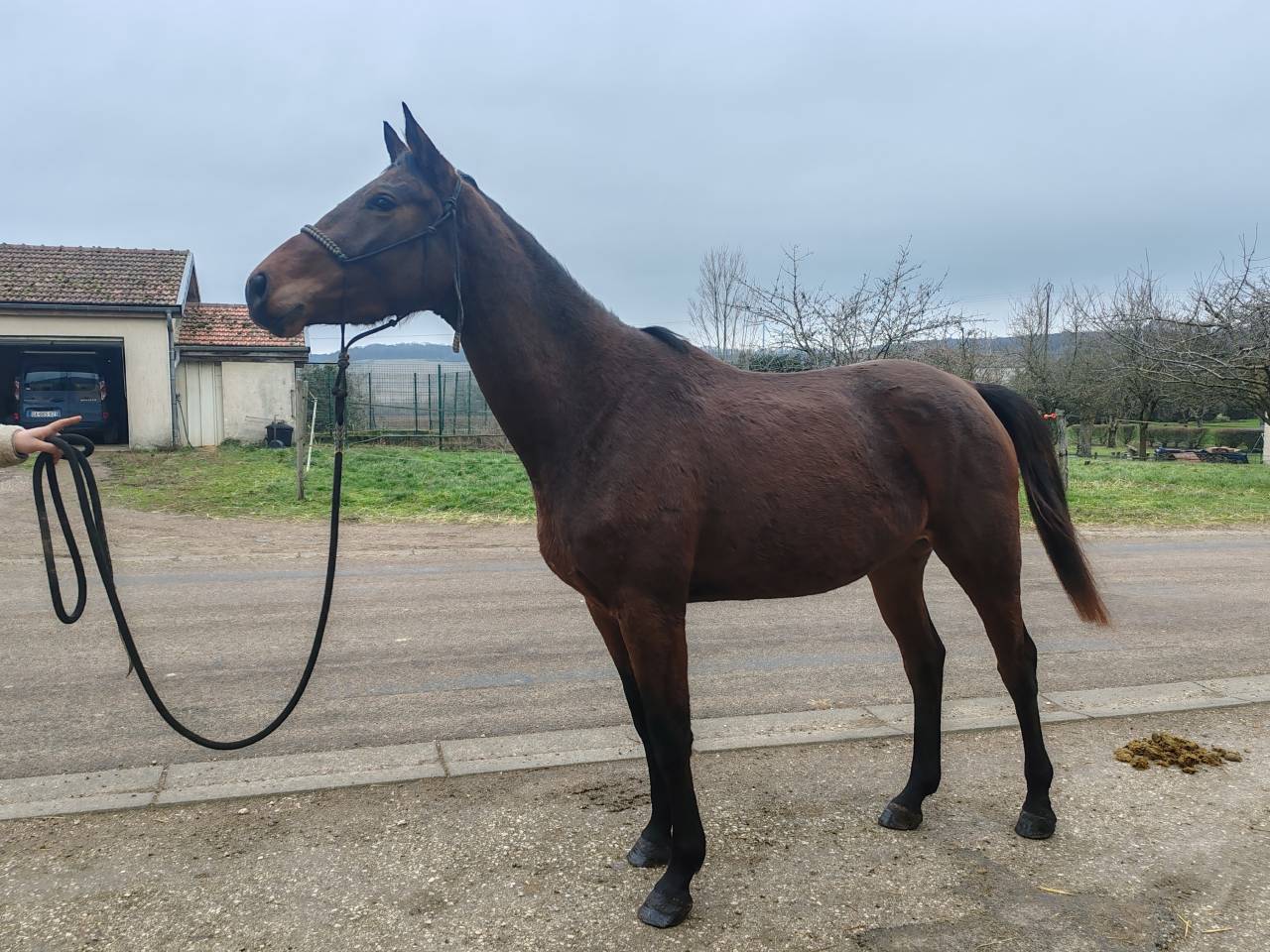 Merrie Selle Fran&ccedil;ais Te koop 2022 Donker bruin / bai ,  Chacgrano &ndash; DEU