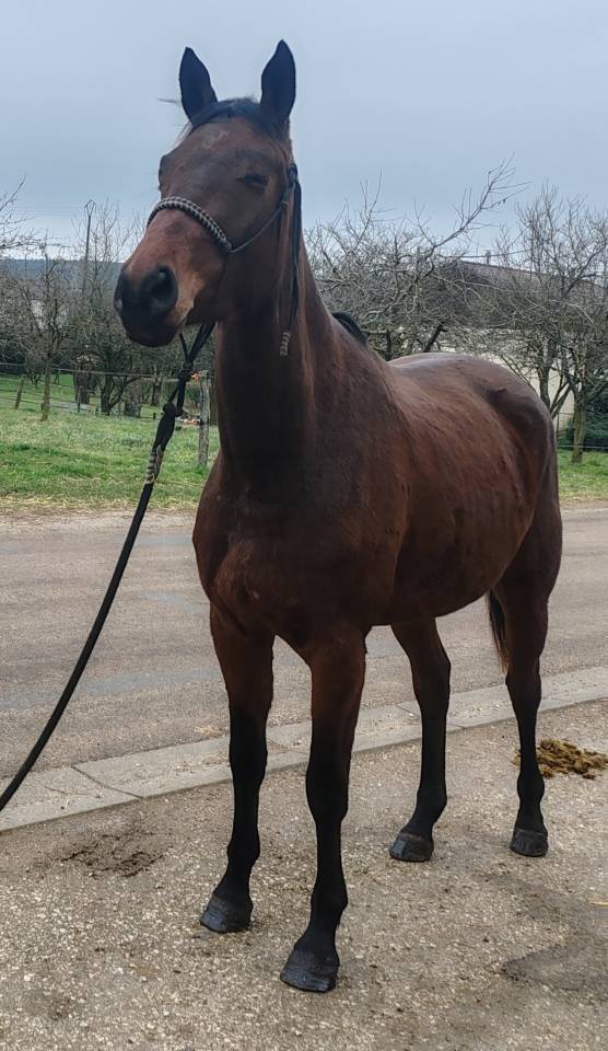 Merrie Selle Fran&ccedil;ais Te koop 2022 Donker bruin / bai ,  Chacgrano &ndash; DEU