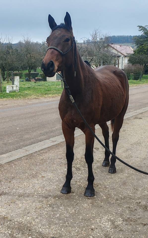 Merrie Selle Fran&ccedil;ais Te koop 2022 Donker bruin / bai ,  Chacgrano &ndash; DEU