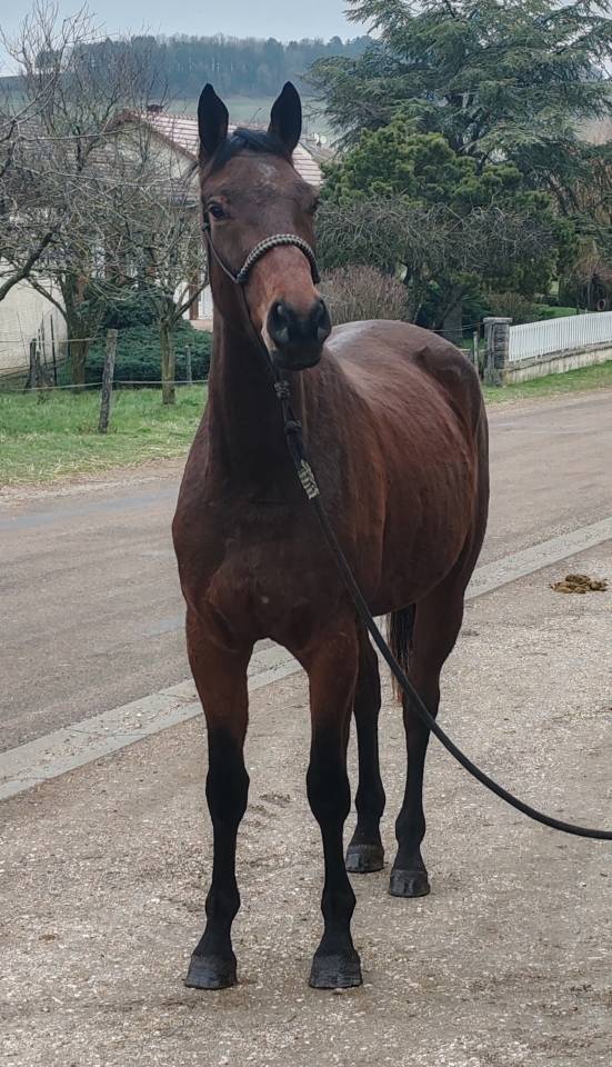 Merrie Selle Fran&ccedil;ais Te koop 2022 Donker bruin / bai ,  Chacgrano &ndash; DEU