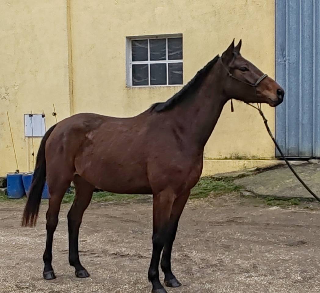 Merrie Selle Fran&ccedil;ais Te koop 2022 Donker bruin / bai ,  Chacgrano &ndash; DEU