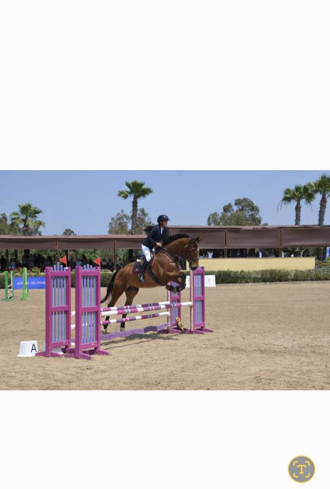 Ruin Selle Fran&ccedil;ais Te koop 2016 Donker bruin / bai ,  DIAMANT DE SEMILLY SFA