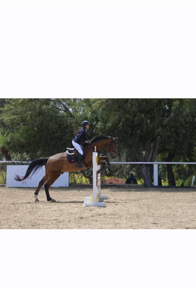 Ruin Selle Fran&ccedil;ais Te koop 2016 Donker bruin / bai ,  DIAMANT DE SEMILLY SFA