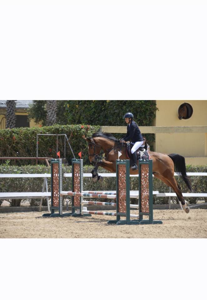 Ruin Selle Fran&ccedil;ais Te koop 2016 Donker bruin / bai ,  DIAMANT DE SEMILLY SFA