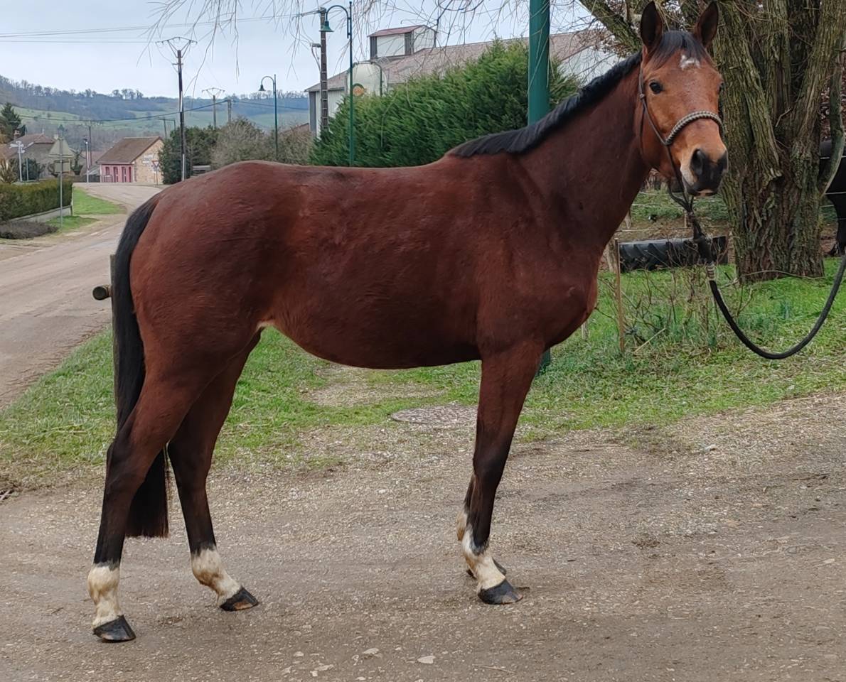 Merrie Selle Fran&ccedil;ais Te koop 2022 Donker bruin / bai ,  Gwenndu de Kergane