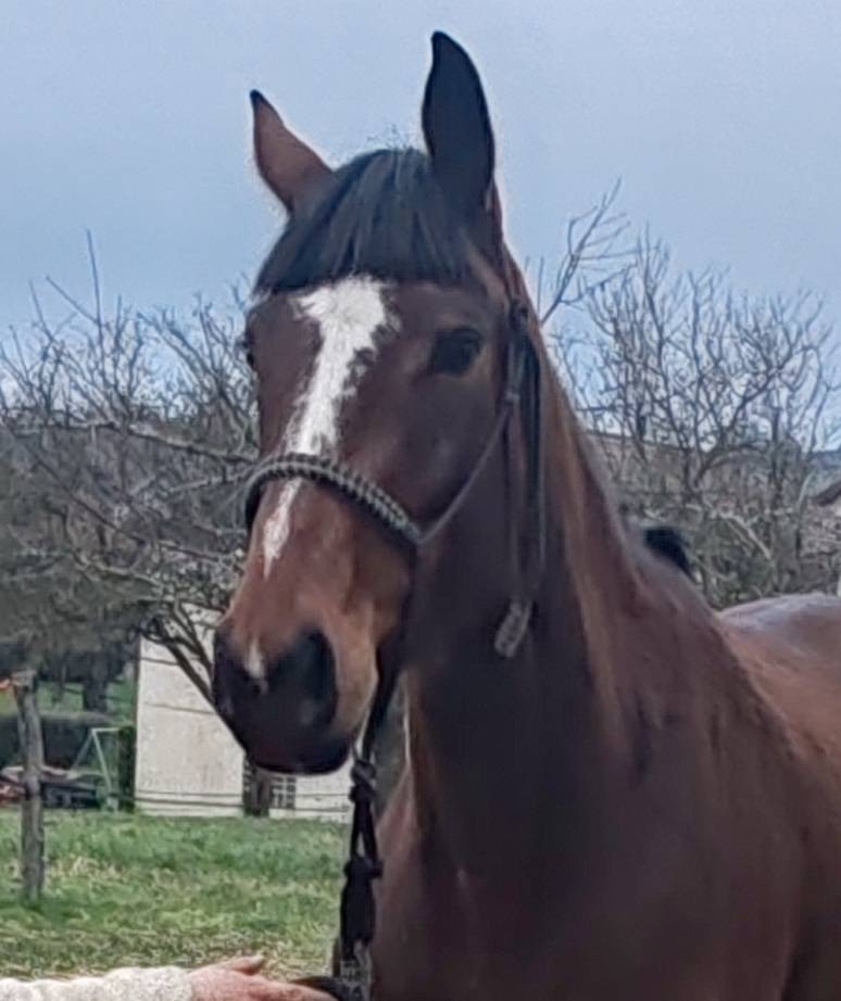 Merrie Selle Fran&ccedil;ais Te koop 2022 Donker bruin / bai ,  Roman Saddle- PS