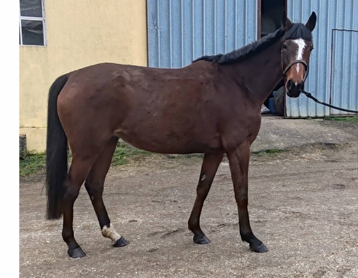 Merrie Selle Fran&ccedil;ais Te koop 2022 Donker bruin / bai ,  Roman Saddle- PS