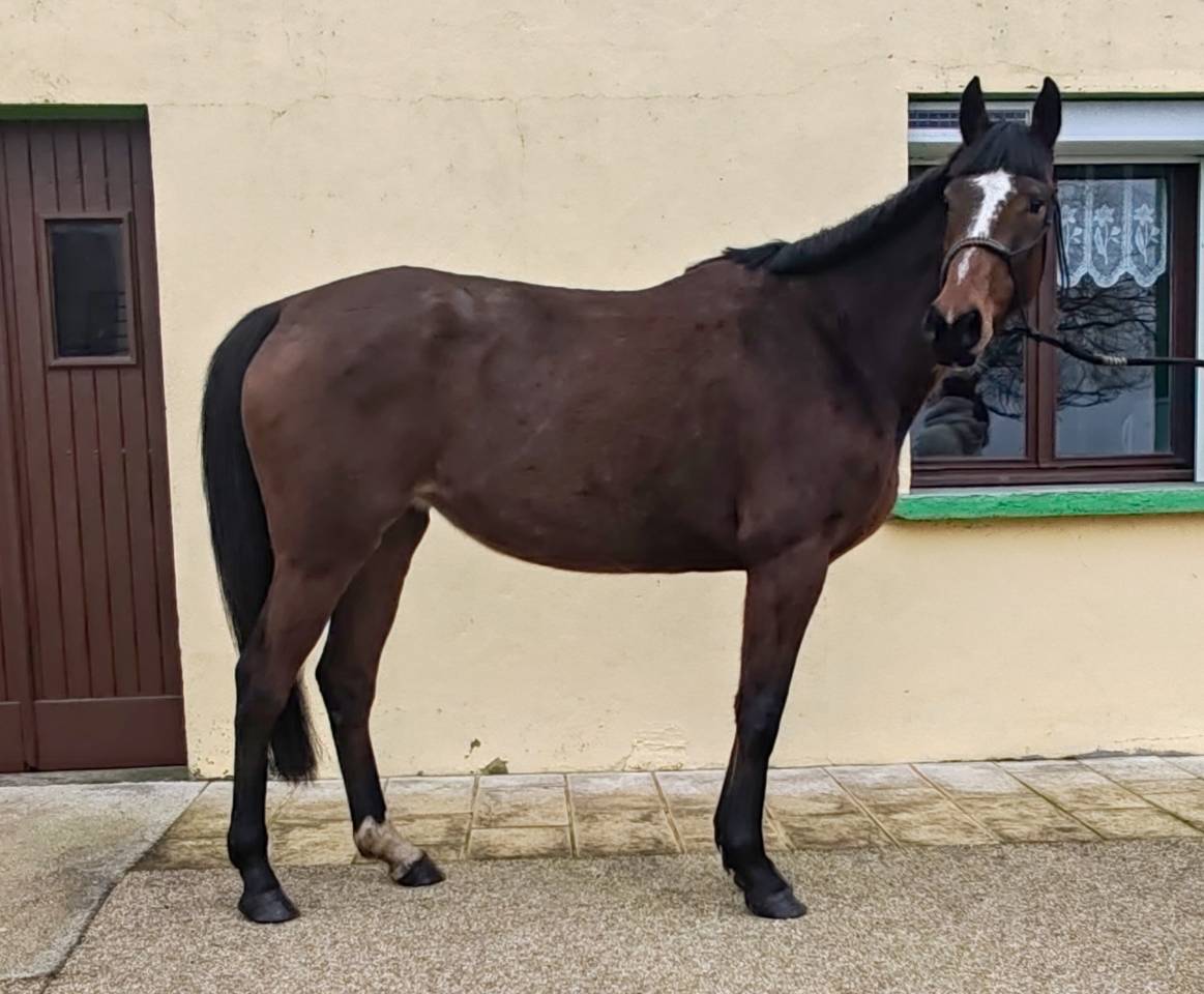 Merrie Selle Fran&ccedil;ais Te koop 2022 Donker bruin / bai ,  Roman Saddle- PS