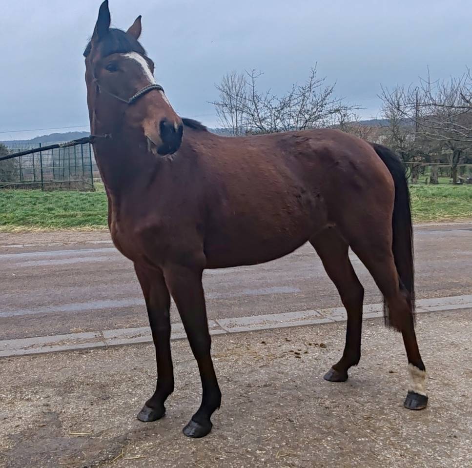 Merrie Selle Fran&ccedil;ais Te koop 2022 Donker bruin / bai ,  Roman Saddle- PS