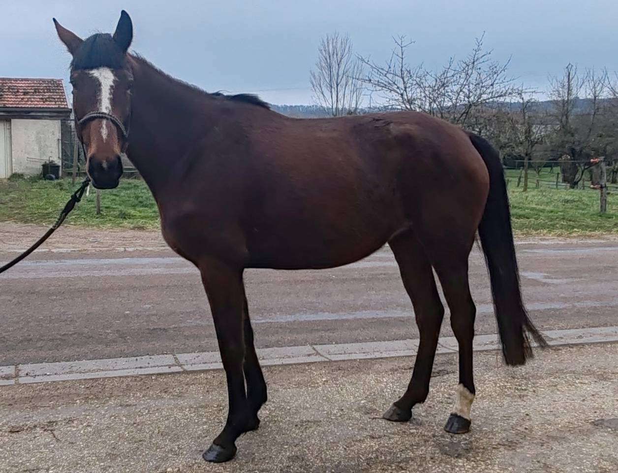 Merrie Selle Fran&ccedil;ais Te koop 2022 Donker bruin / bai ,  Roman Saddle- PS