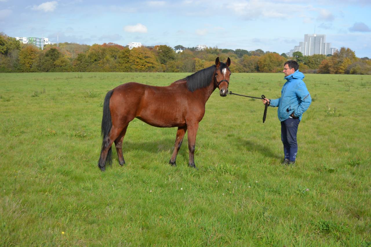 Merrie Bekend ras Te koop 2021 Donker bruin / bai