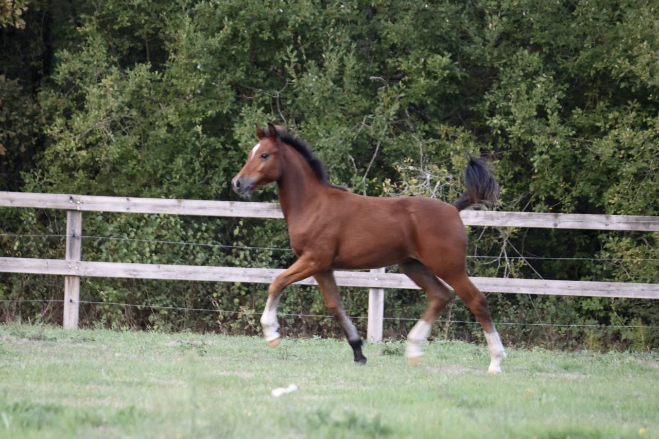 Merrie Franse rijpony PFS Te koop 2025 Donker bruin / bai ,  RM MOST BEAUTIFUL BOY (DEU)