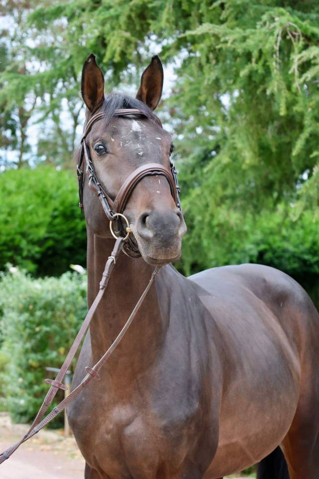 Hengst Holsteiner Te koop 2020 Donker bruin / bai ,  Q-OXFORED QUALITY