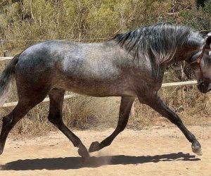 Hengst PRE Puur Ras Spaans Te koop 2019 Schimmel