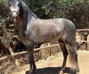 Hengst PRE Puur Ras Spaans Te koop 2019 Schimmel