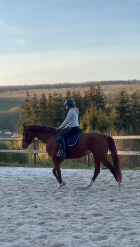 Merrie Oldenburger Te koop 2020 Vos ,  Furst jazz