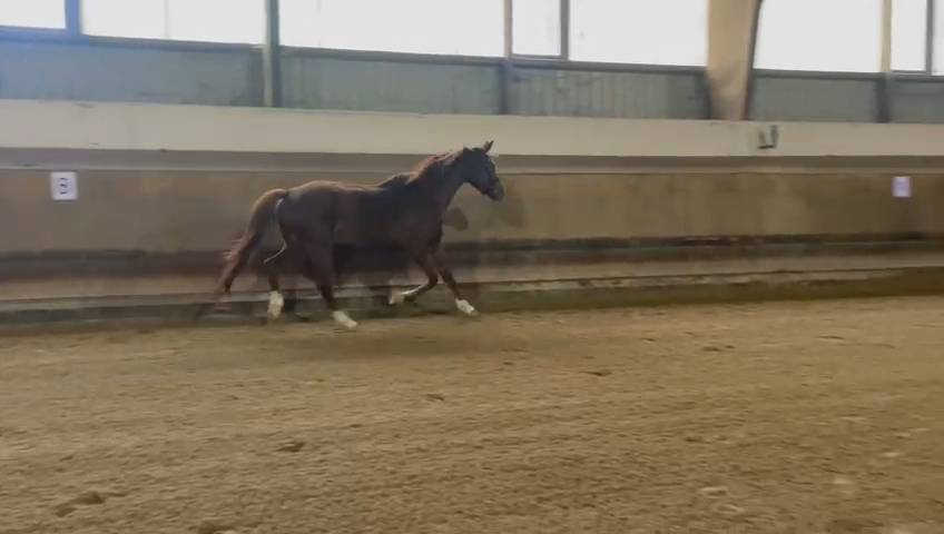 Merrie Oldenburger Te koop 2020 Vos ,  Furst jazz