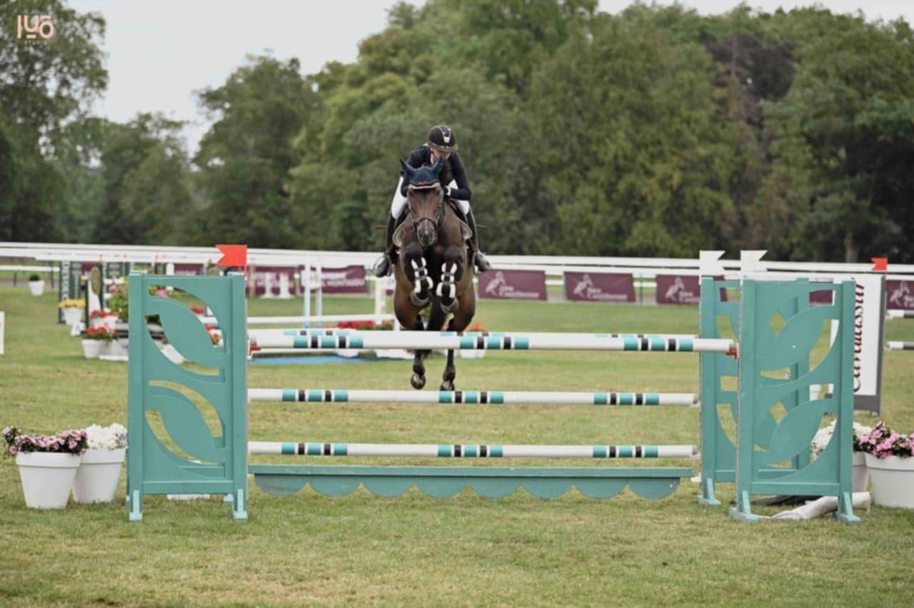 Merrie Selle Fran&ccedil;ais Te koop 2017 Donker bruin / bai