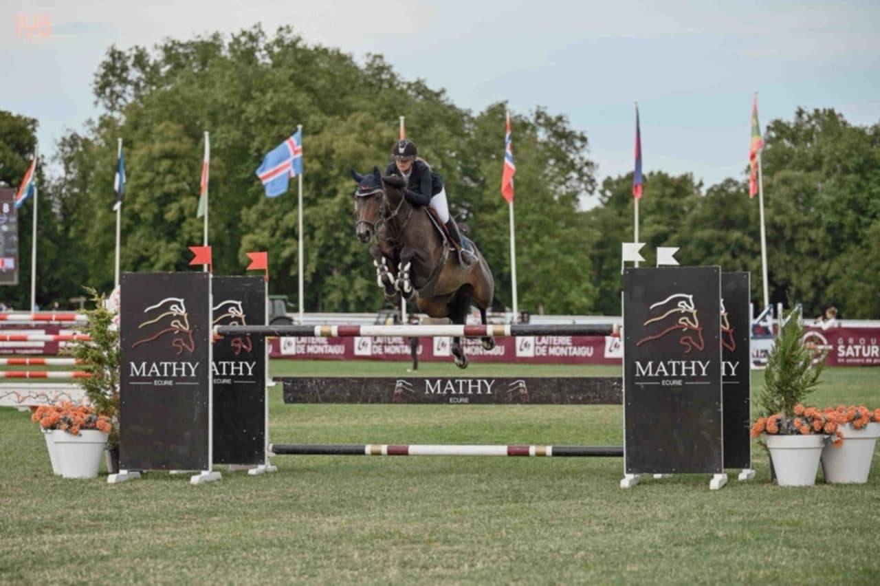 Merrie Selle Fran&ccedil;ais Te koop 2017 Donker bruin / bai