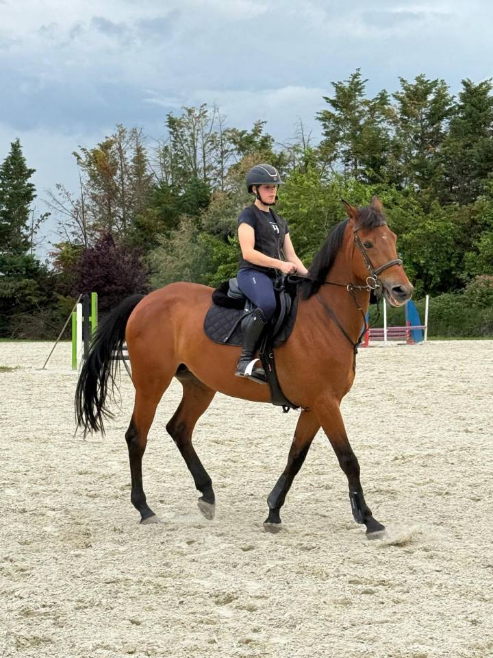 Merrie BWP Belgisch volbloed Te koop 2014 Donker bruin / bai