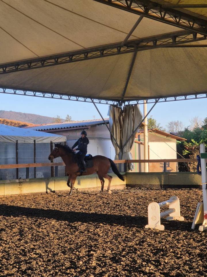 Merrie BWP Belgisch volbloed Te koop 2014 Donker bruin / bai