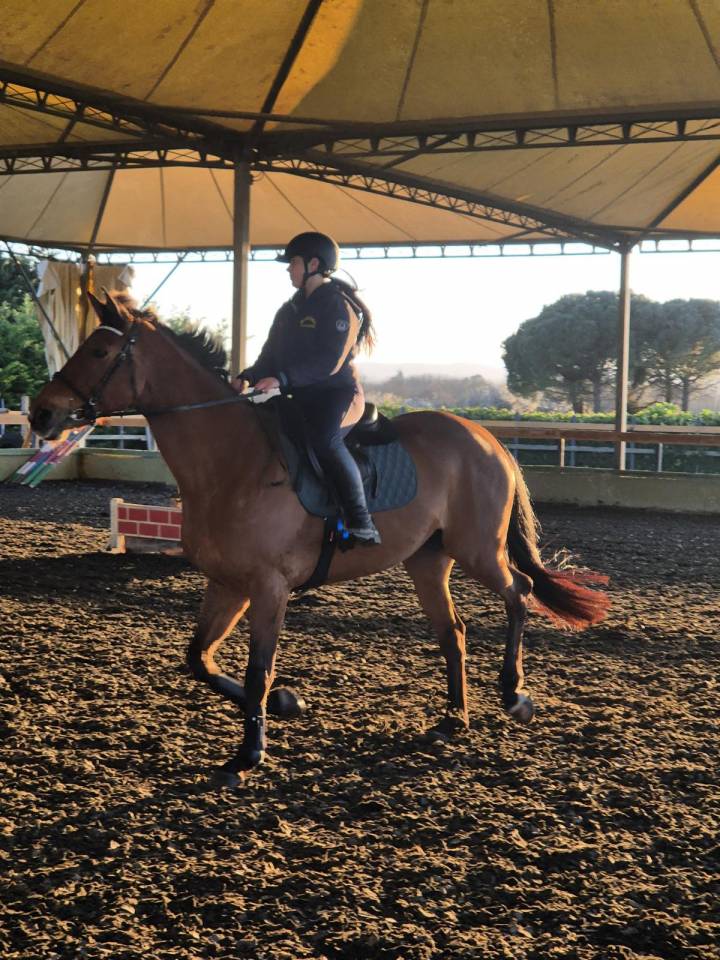 Merrie BWP Belgisch volbloed Te koop 2014 Donker bruin / bai