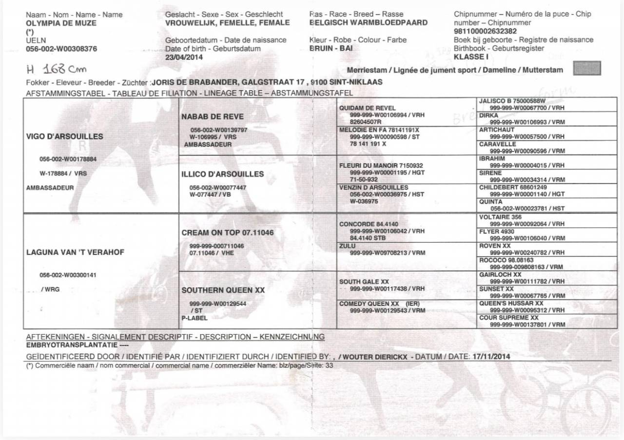 Merrie BWP Belgisch volbloed Te koop 2014 Donker bruin / bai