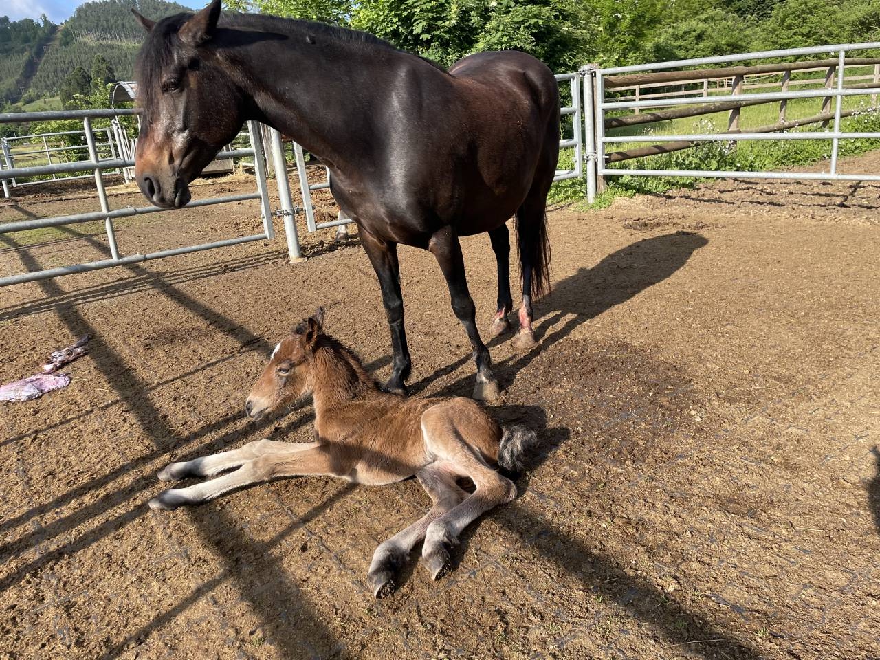 Draagmerrie Connemara Te koop 2019 Donker bruin / bai ,  VICOMTE DE FERRALS, CO