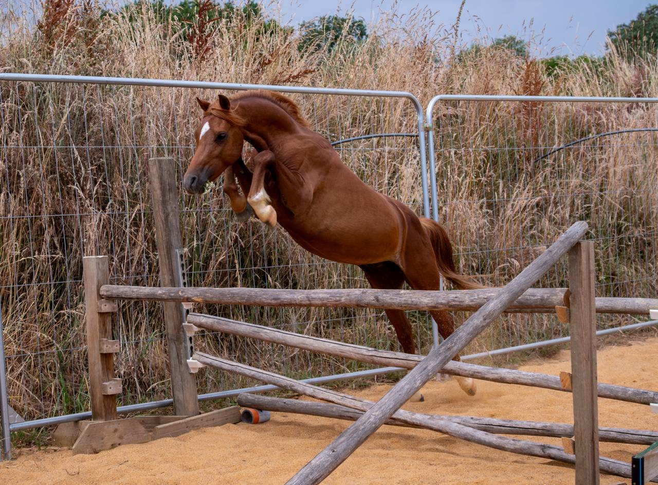 Hengst Welsh Pony (Section B) Te koop 2022 Vos