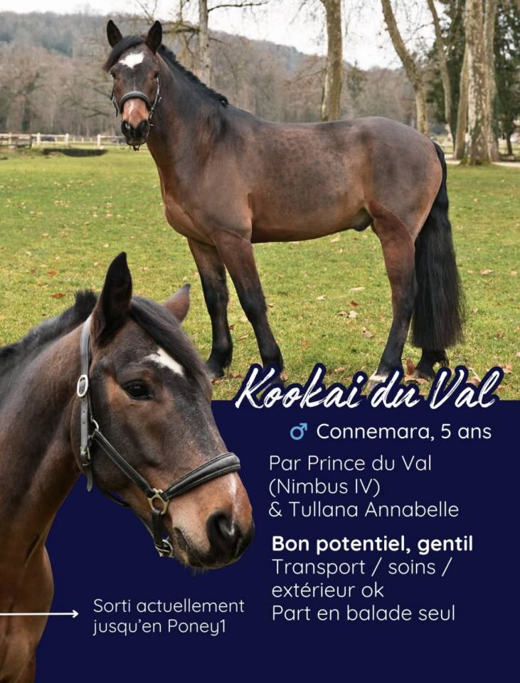 Ruin Connemara Te koop 2020 Donker bruin / bai ,  PRINCE DU VAL