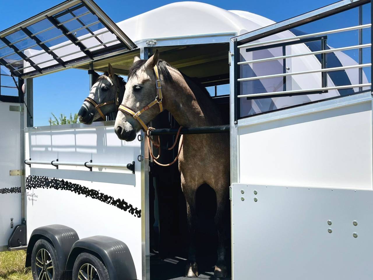 Paardentrailers Bonilla B6 Diagonal 2 2 Paarden 2026 Nieuw