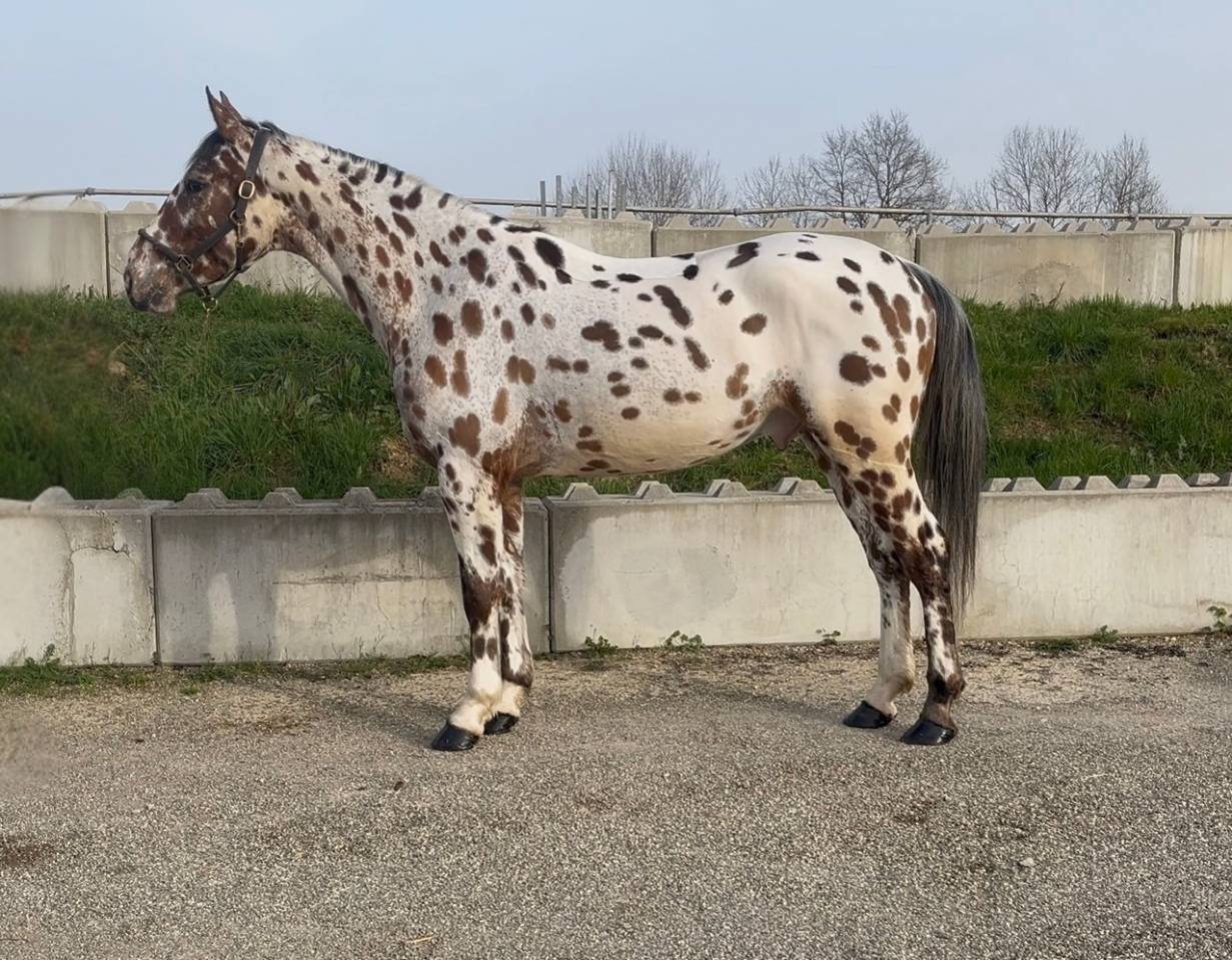 Ruin AES Anglo European Studbook Te koop 2022 Appaloosa