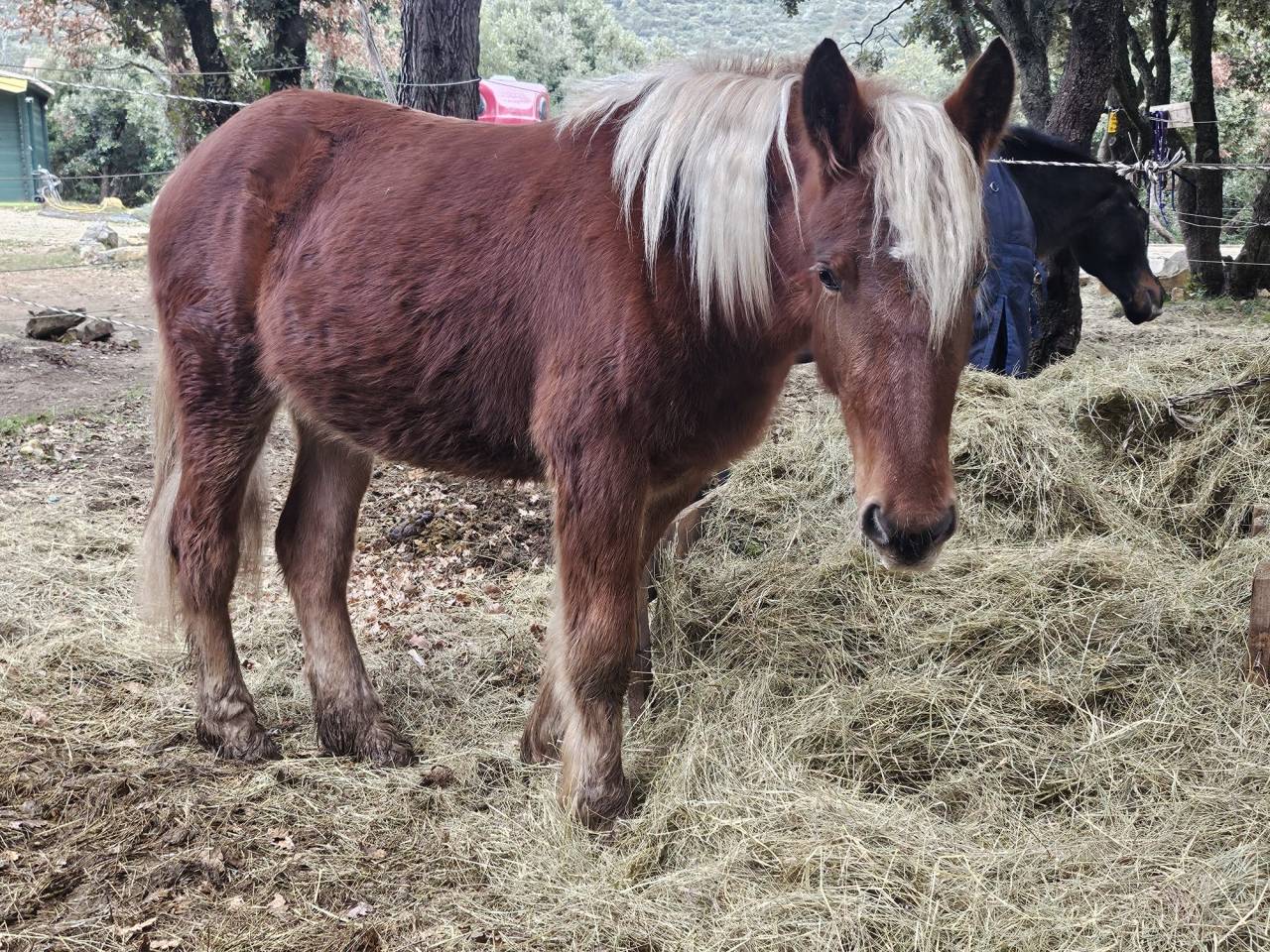 Merrie Ras onbekend Te koop 2024 Vos
