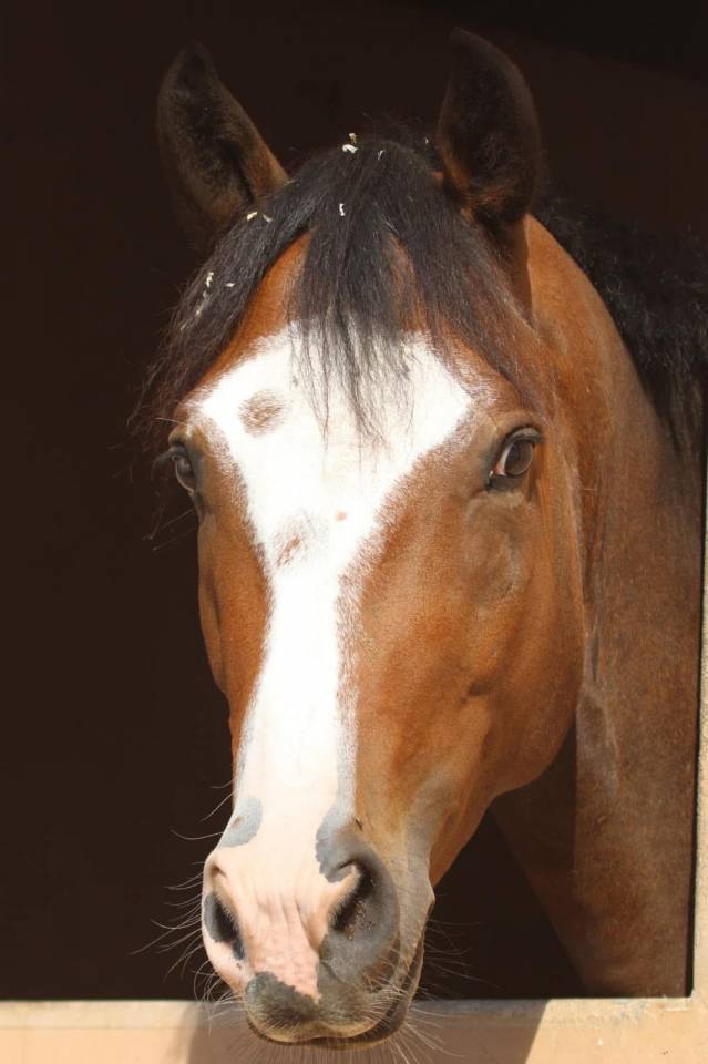 Ruin Franse rijpony PFS Te koop 2016 Donker bruin / bai