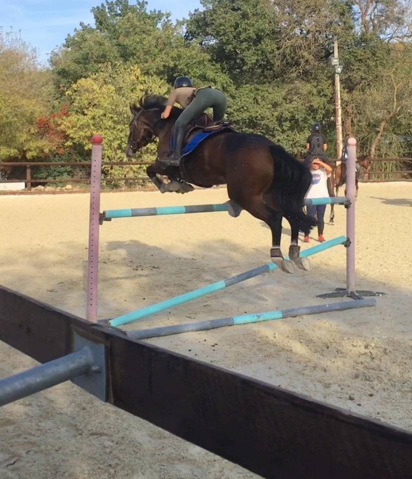 Ruin Franse rijpony PFS Te koop 2016 Donker bruin / bai