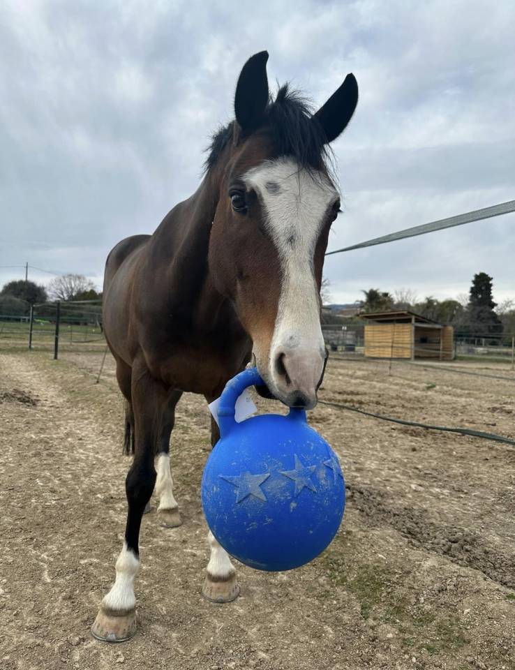 Ruin Franse rijpony PFS Te koop 2016 Donker bruin / bai