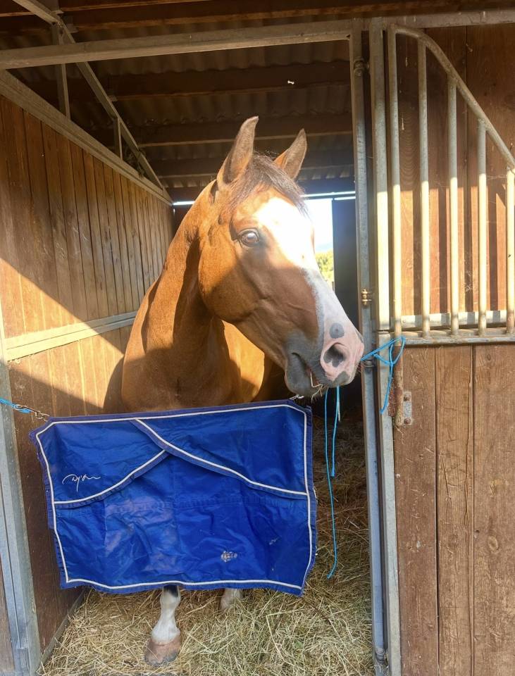 Ruin Franse rijpony PFS Te koop 2016 Donker bruin / bai