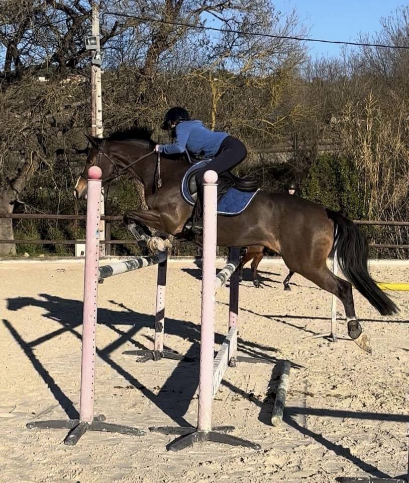 Ruin Franse rijpony PFS Te koop 2016 Donker bruin / bai