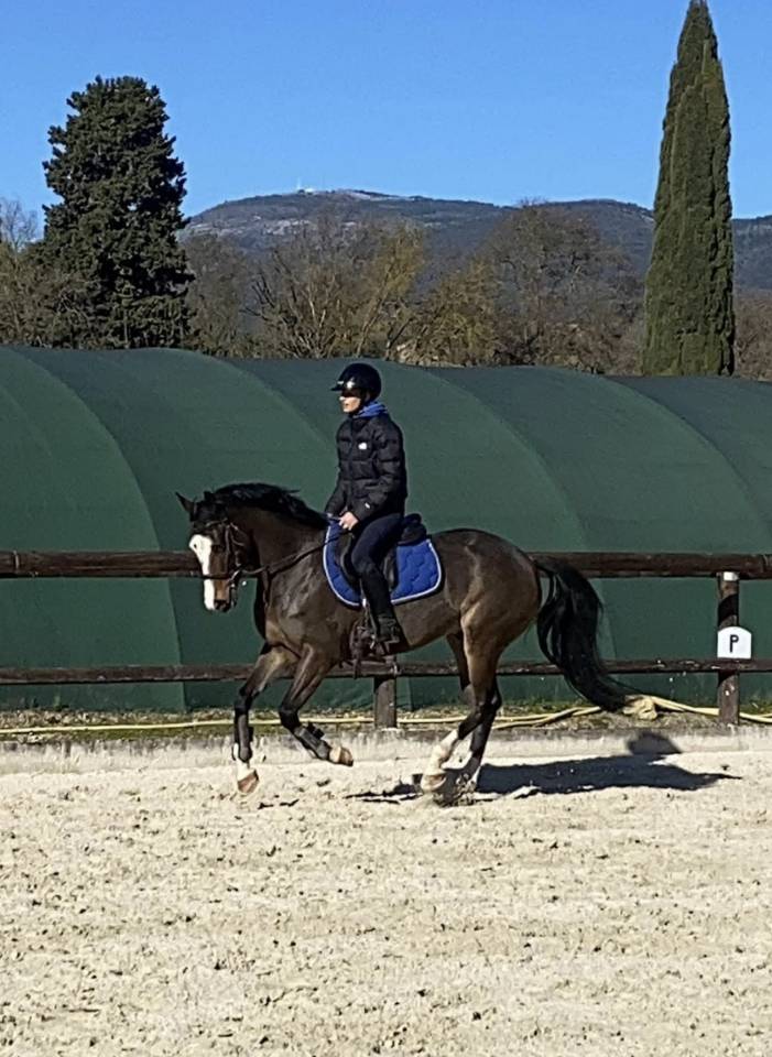 Ruin Franse rijpony PFS Te koop 2016 Donker bruin / bai