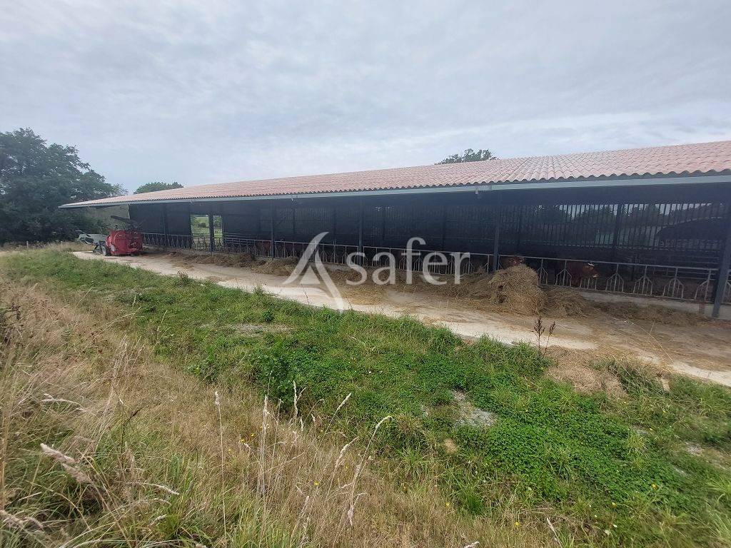 Schapen exploitatie Koop Haute-Vienne