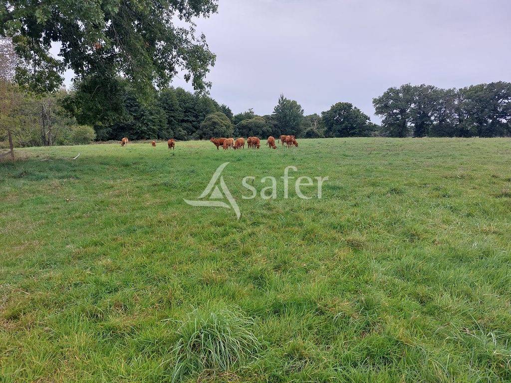 Schapen exploitatie Koop Haute-Vienne