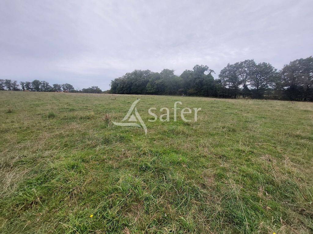 Schapen exploitatie Koop Haute-Vienne