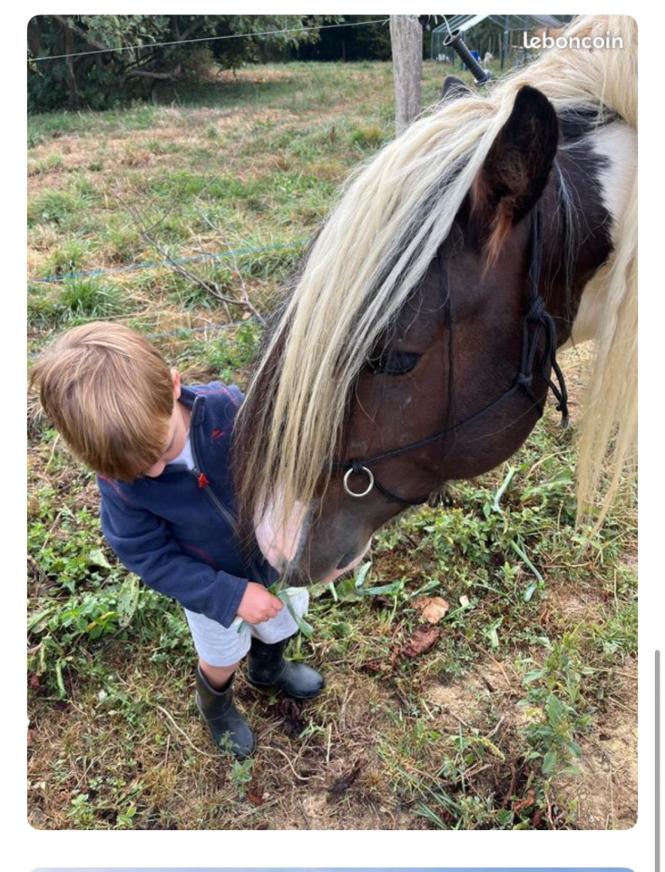 Ruin Irish Cob Te koop 2018 Bont ,  Riffle des boisets
