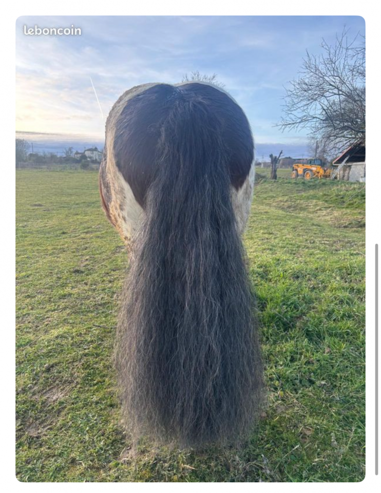 Ruin Irish Cob Te koop 2018 Bont ,  Riffle des boisets