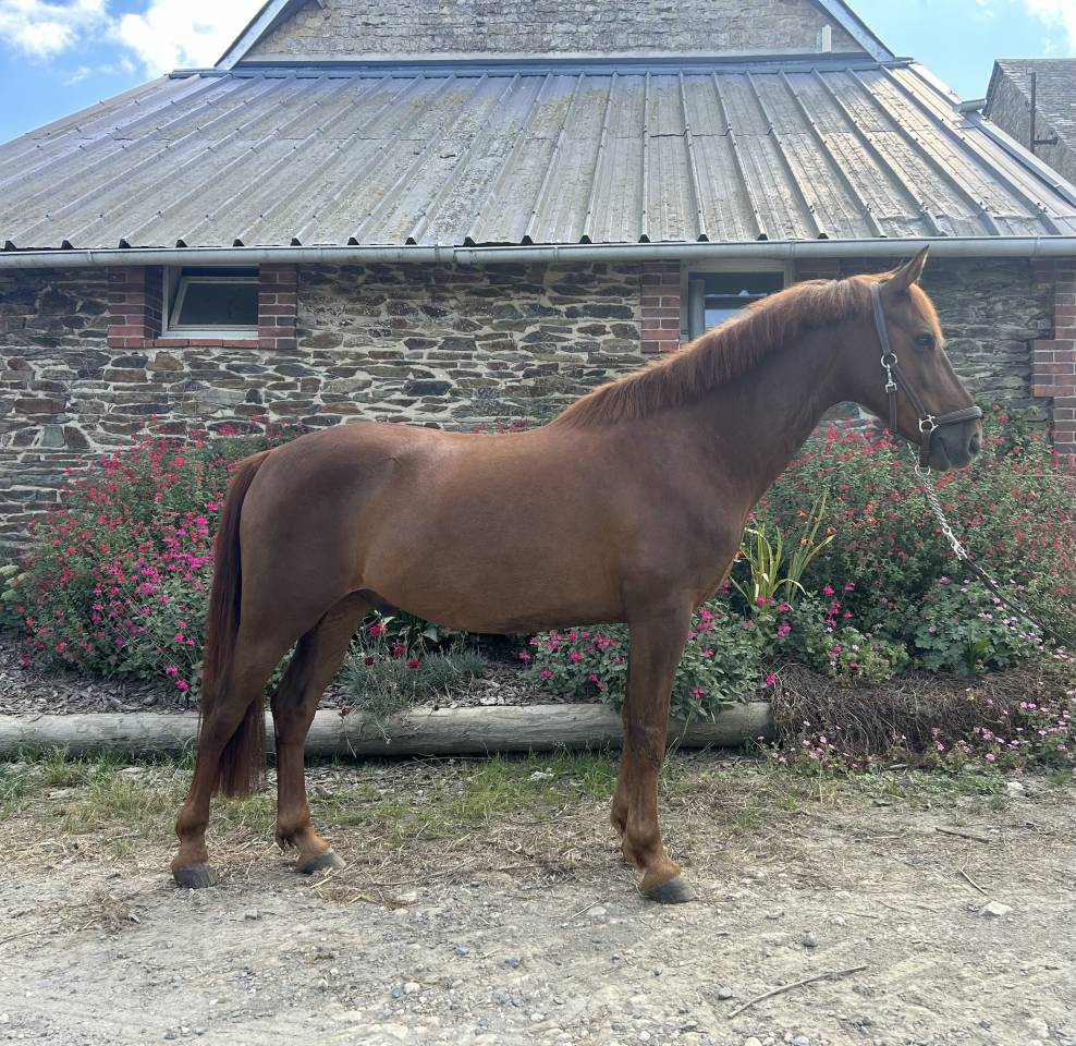 Ruin Franse rijpony PFS Te koop 2019 Koffie vos ,  Bamby de la tour