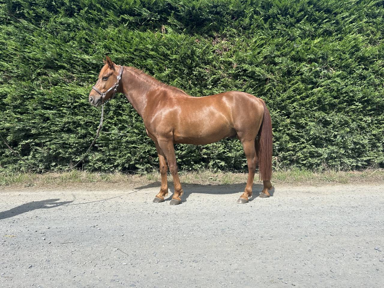 Ruin Franse rijpony PFS Te koop 2019 Koffie vos ,  Bamby de la tour