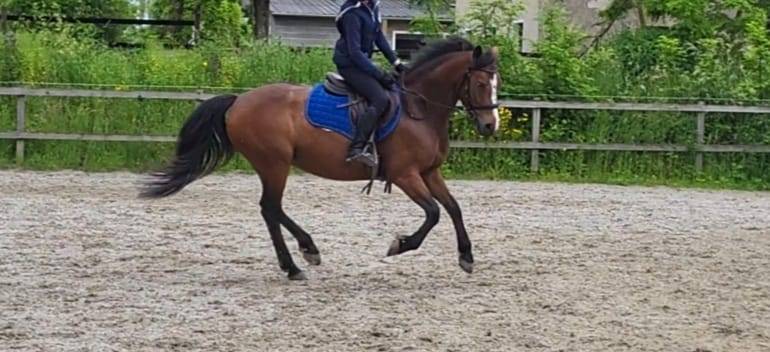Merrie Franse rijpony PFS Te koop 2019 Donker bruin / bai ,  Vertigo de Ch&acirc;telain